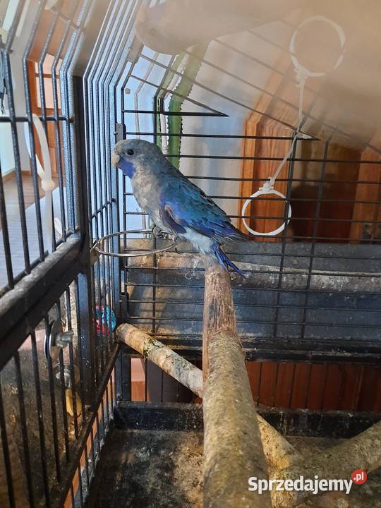 Rozella królewska niebieska samczyk Bełk