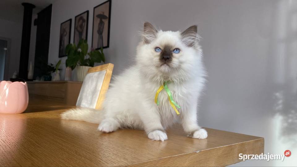 Kotki ragdoll gotowe do odbioru Grodzisk Mazowiecki