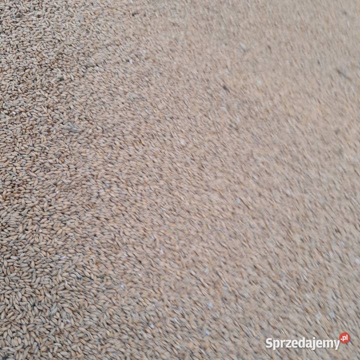 Pszenica pszenżyto jęczmień Ostrów Szlachecki