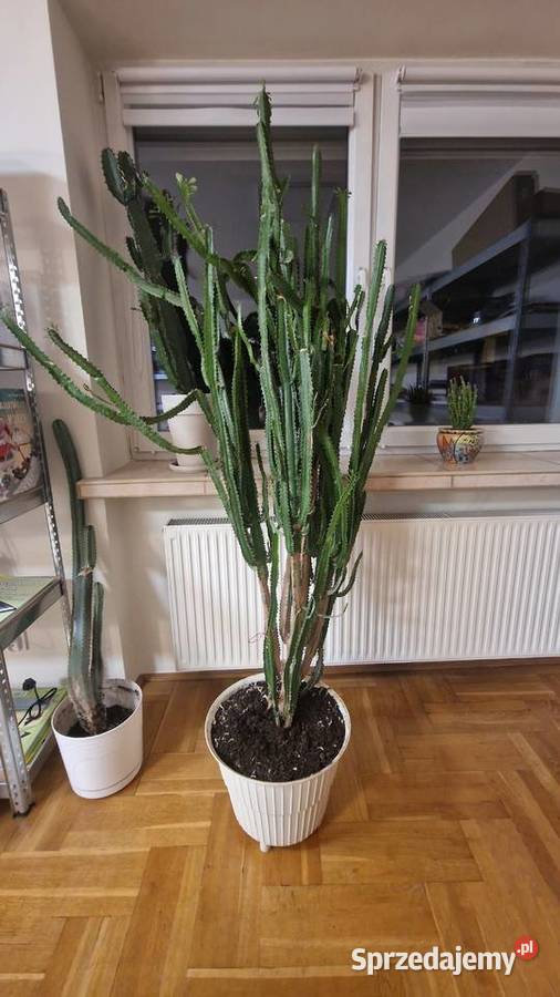 Duży wilczomlecz Euphorbia 160