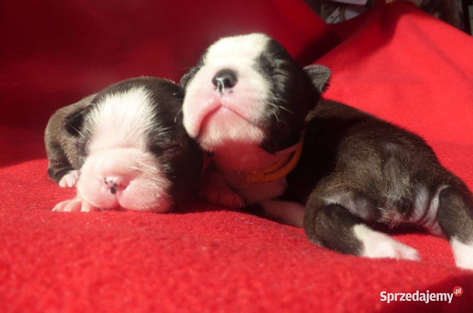 Piękne Szczenięta Boston Terrier ZKwPFCI oddz Syców sprzedam