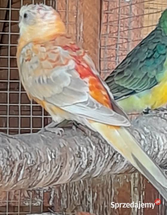 Świergotki zmienią woliere małopolskie Wadowice