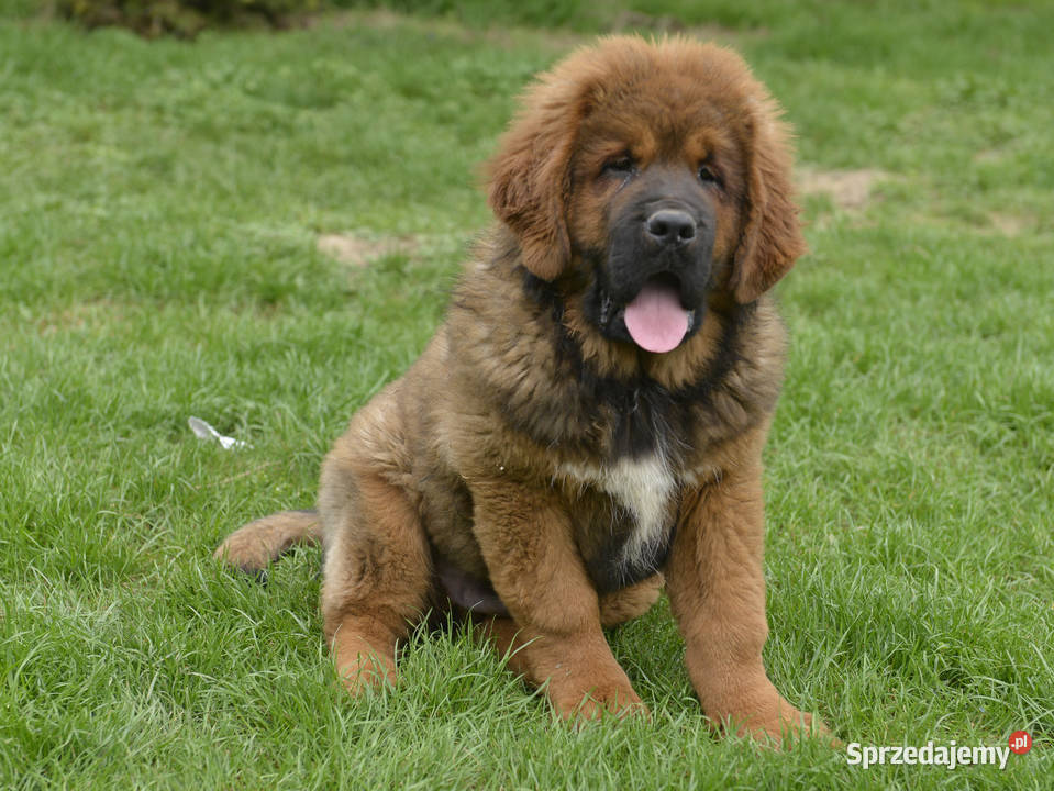 Mastif Tybetański