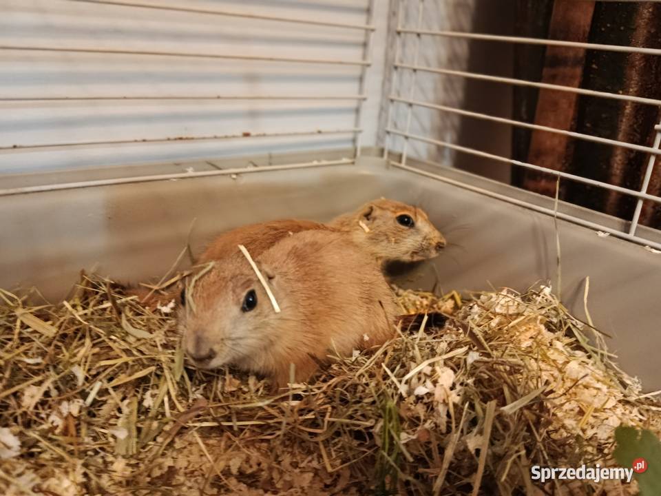 Piesek preriowy 3miesieczne młode Poznań