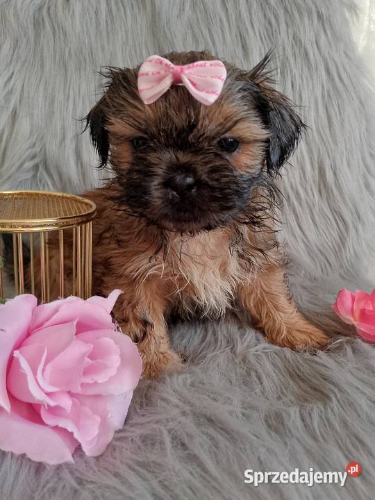 Gotowa do odbioru suczka rasy ShihTzu Syców