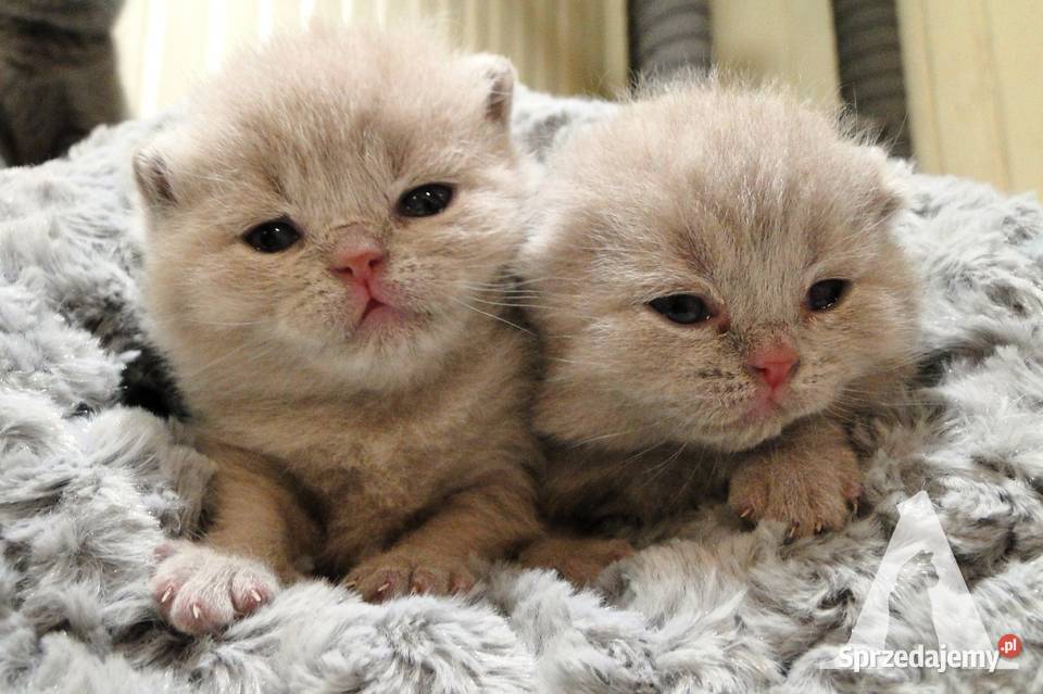 Koty brytyjskie krótkowłose kocurek liliowy FPL Stara Kiszewa