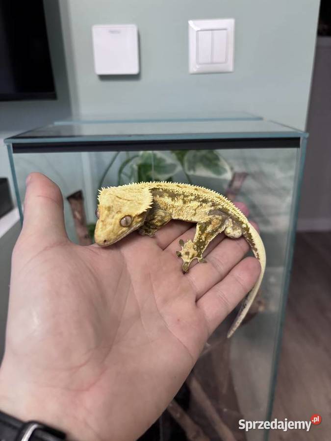 Gekon orzęsiony 2 letni samiec z całym terrarium Konikowo