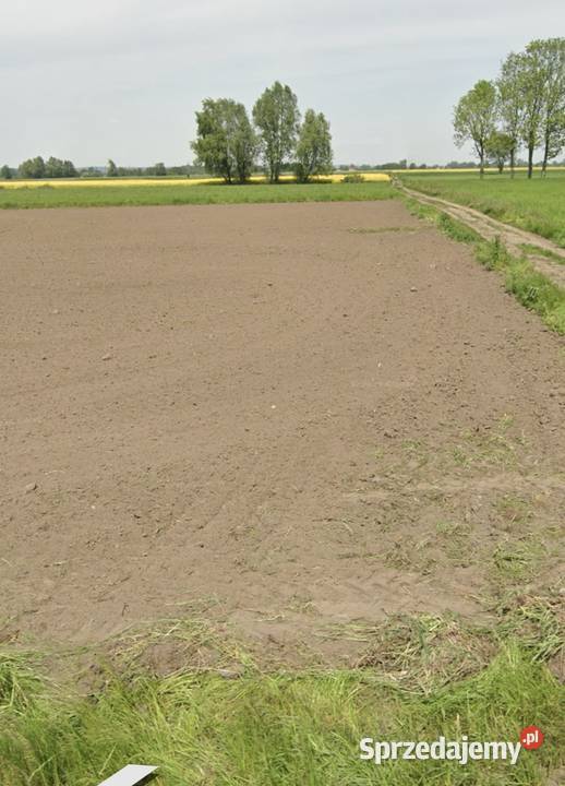 Sprzedam działki budowlane 16 arów OKAZJA Bogdaniec