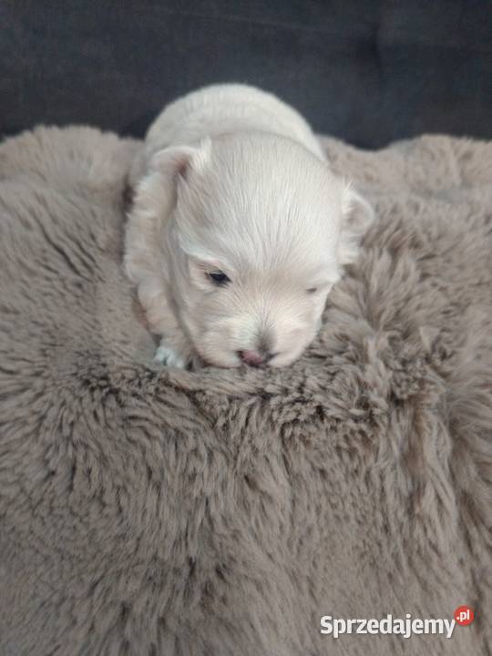 west highland white terrier suczka z rodowodami West Highland White Terrier