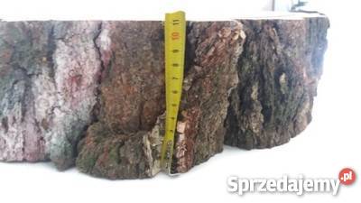 Duży Plastry drewna brzoza 45 gr11 na stolik Rybnik