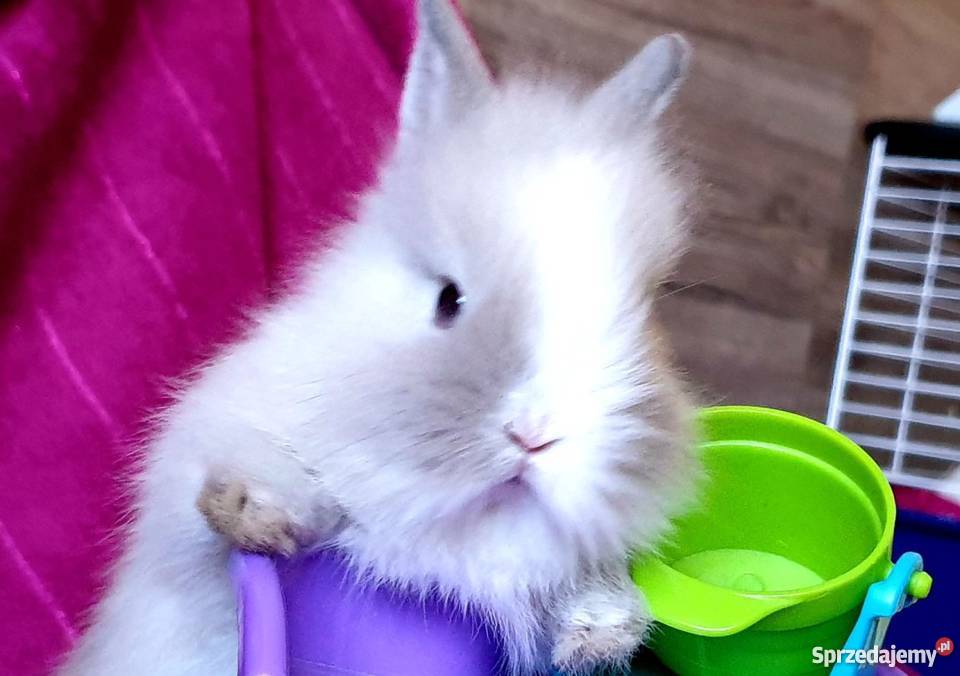 Króliki karzełki miniaturki królik karzełek małopolskie Kraków