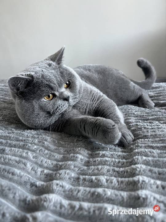 Reproduktor kocur brytyjski niebieski Międzyrzecz