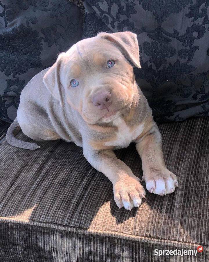 Piekne amstaffy Amstaff mazowieckie