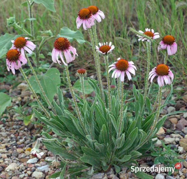 JEŻÓWKA WĄSKOLISTNA Echinacea sadzonki w Rośliny Ustronie
