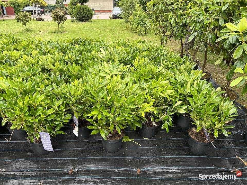 Rhodondrony dufhecke inkaro i Rhododendrony na