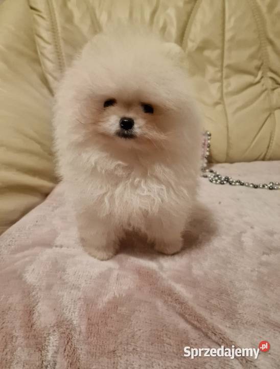 Szpic Pomeranian w typie BOO piękny biały Kolor Dębica sprzedam