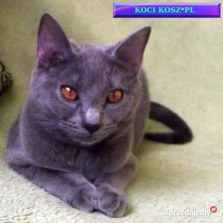 Koty KartuskieChartreux amatorska hodowla KOCI Warszawa