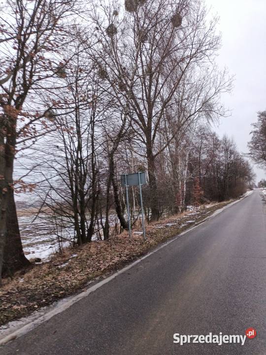 Topola sokora 7 sztuk lubelskie