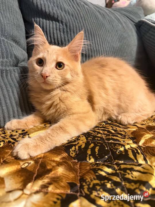 Gryzek Maine Coon pomorskie Starogard Gdański