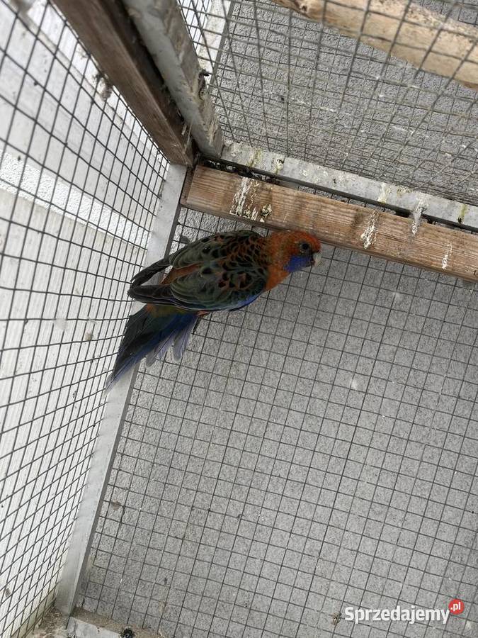 Rozelle królewskie Ptaki śląskie Sośnicowice sprzedam