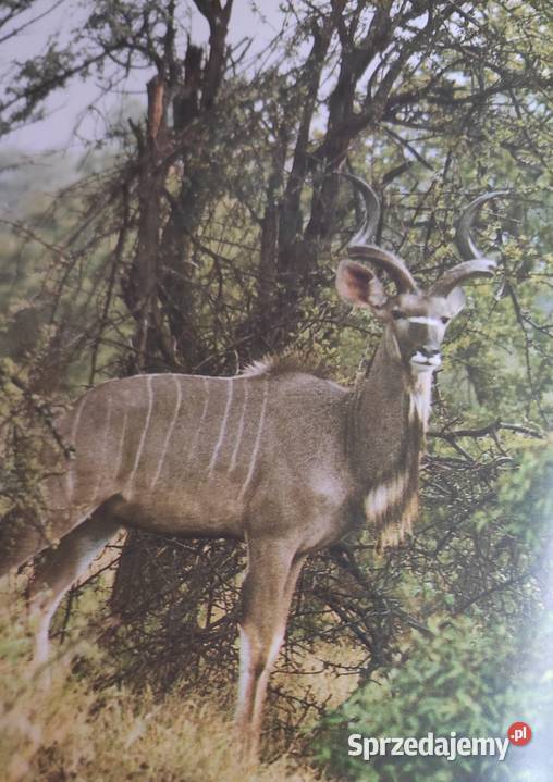 Album Lew nie jest królem zwierząt Poradniki, albumy i reportaże Gdańsk sprzedam