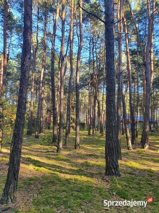 Działka leśna 5600m 90 Warszawy Kostrzyn