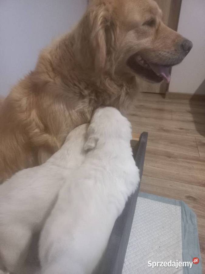Piesek Golden Retriever Poniatowa
