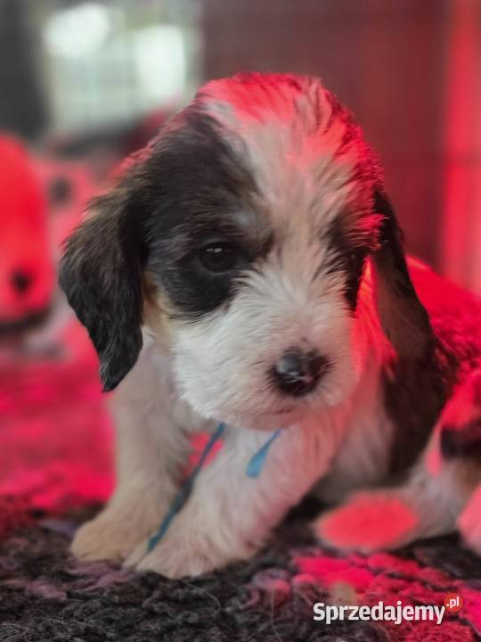 Petit Basset Griffon Vendeen Sieradz