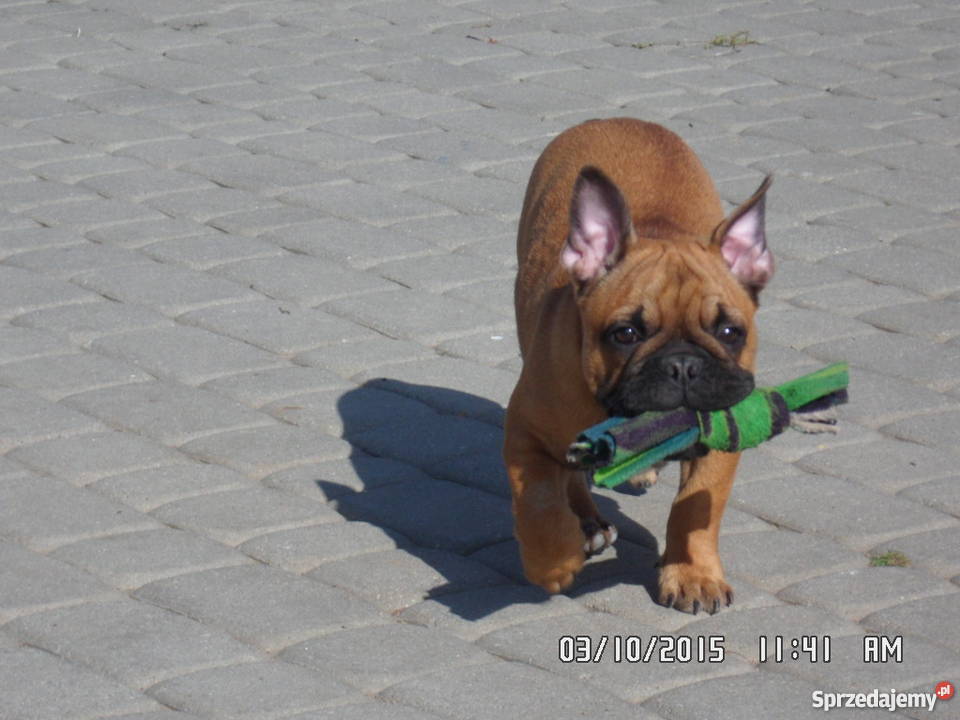Buldog Buldożek Francuski rod FCI ZKwP Zwierzęta Świdnik