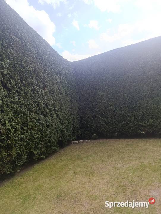 Usługa ogród sprzedam