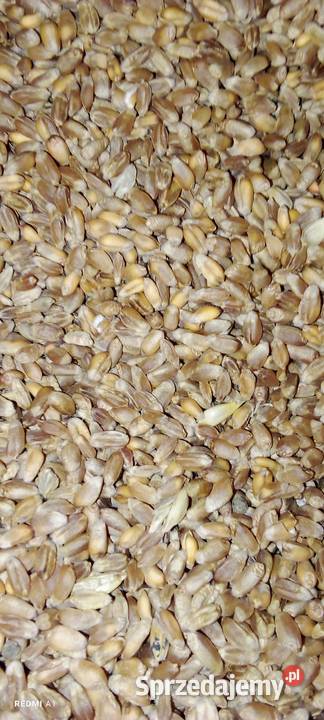 Pszenica jara oścista Krasnobród