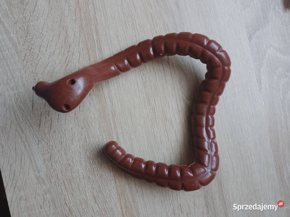 Jelito grube szkielet ciało człowieka National Chrzanów