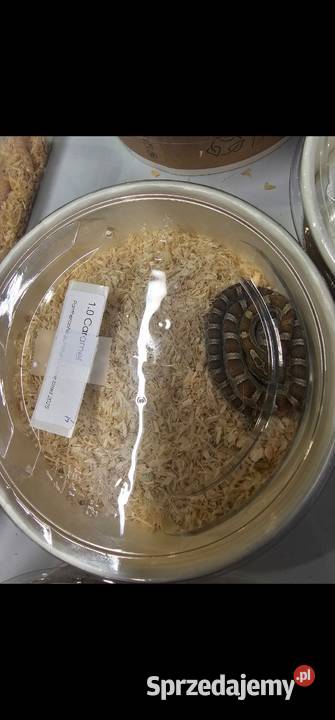 Waz zbozowy odmiany kolorystyczne mlode Koszalin