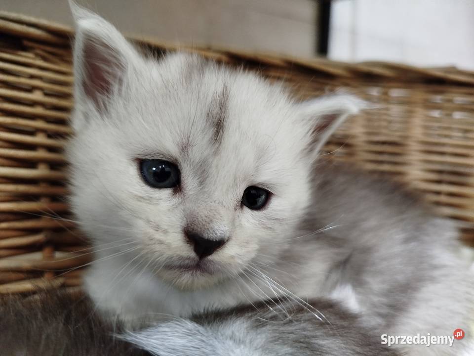 Jaskier kocur Maine Coon Szembruk