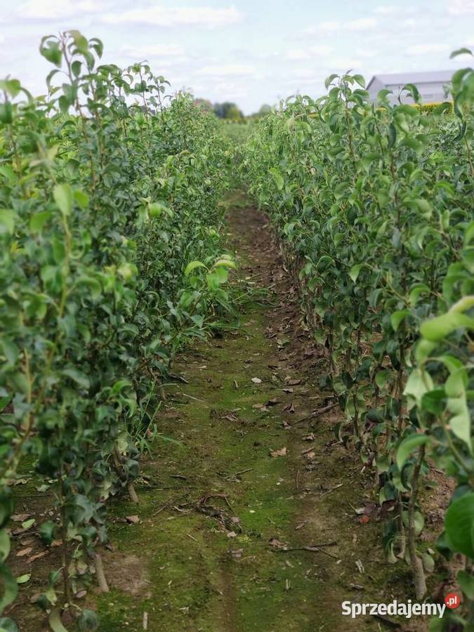 Drzewka Owocowe Producent Wysyłka podkarpackie Dębica