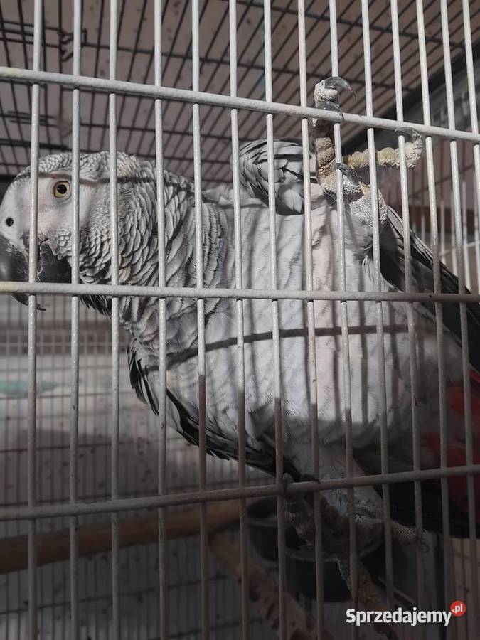 Para Żako Bogoria sprzedam