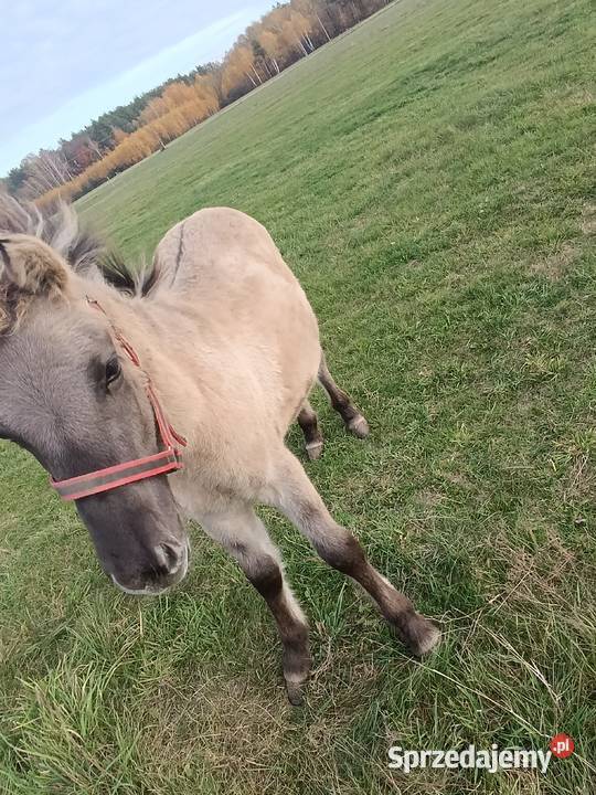 Koniki Polski ogierek Lubartów sprzedam