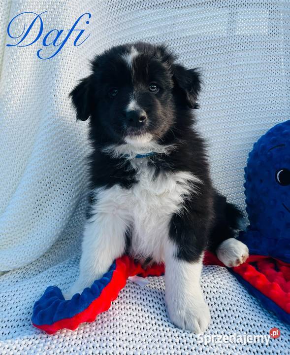 Pieski Border Collie Ratyń