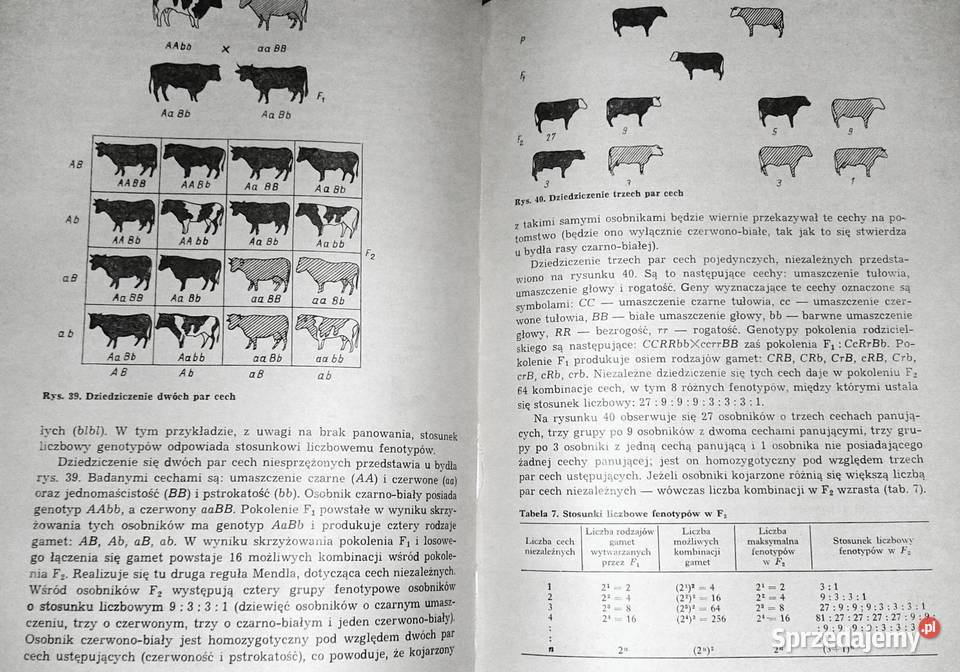 Ogólna hodowla zwierząt Bolesław Nowicki Chełm