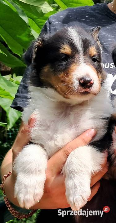 Owczarek szkocki Collie szczeniaczki tricolor sprzedam