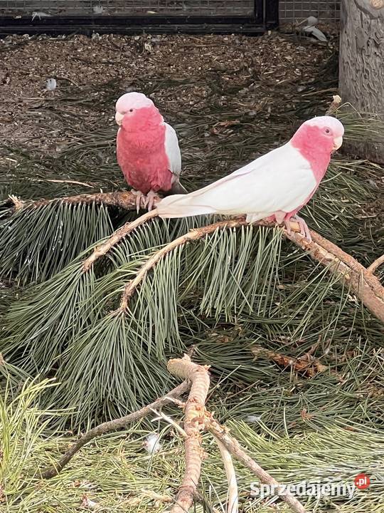 Kakadu Lutino 2122 r śląskie