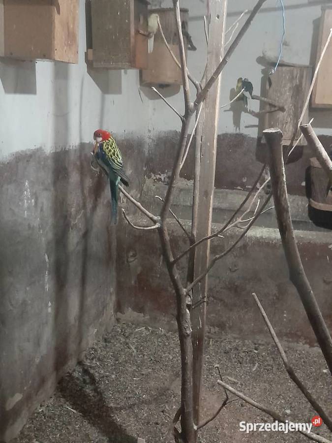 Sprzedam papugi Rozelle białolice