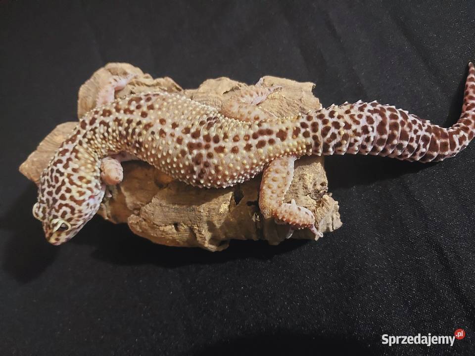 Gekon lamparci gekony lamparcie samice pomorskie sprzedam