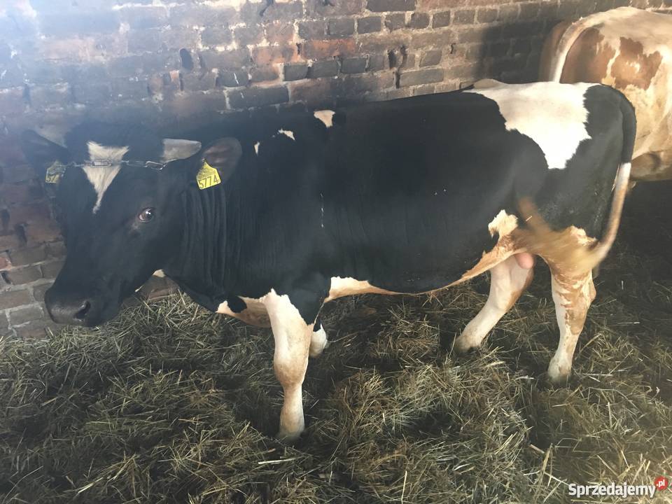 Byki simental 812 miesięcy Bydło mięsne lubelskie Turobin