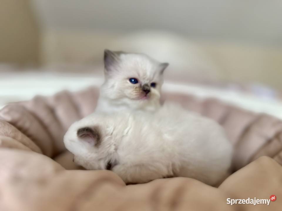 Kociątko rasy ragdoll Ragdoll Warszawa