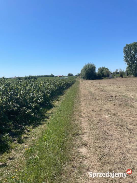 Działka 1 ha dojazd z dwóch stron trasie 10000m2 Grunty i działki
