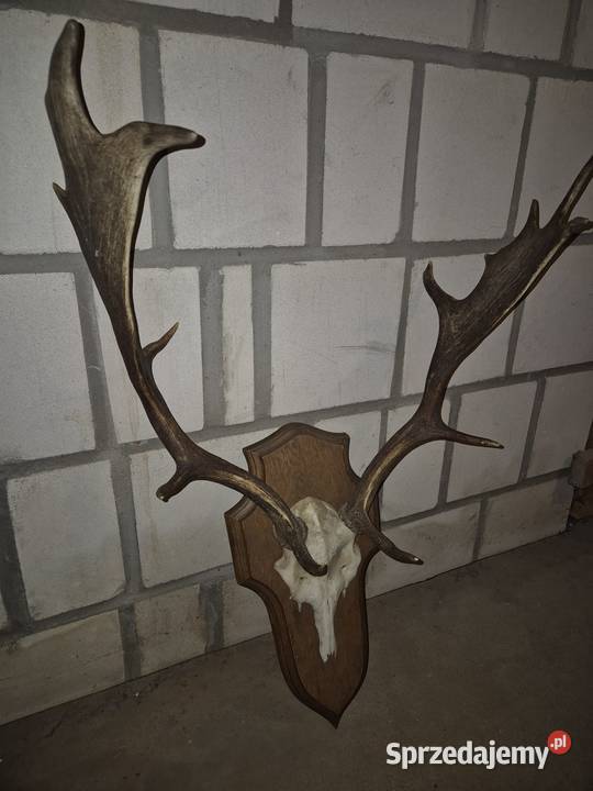 Poroże daniela oprawione inne poroża Warszawa