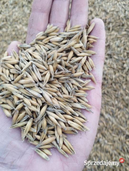 Owies mazowieckie Obryte