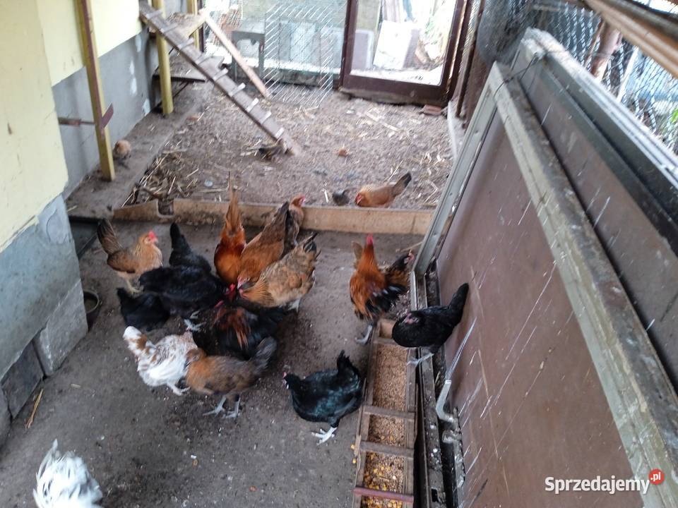 Sprzedam kury z działki Włocławek