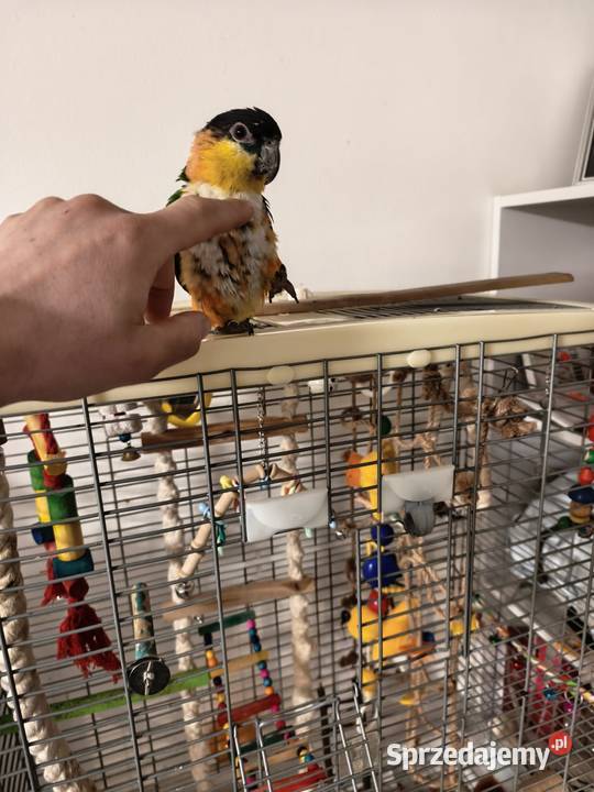 Barwinka ręcznie karmiona